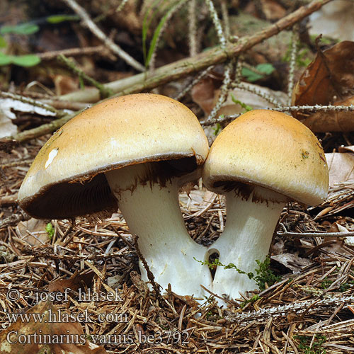 Cortinarius varius be3792