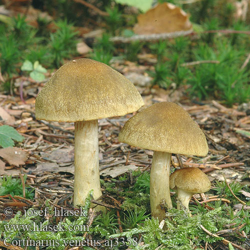 Cortinarius venetus Pavučinec zelený Kožohlav žlutozelený