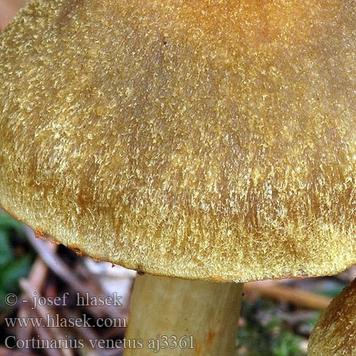 Cortinarius venetus Grüner Raukopf Nadelwaldhautkopf Olivgruener Schleierling