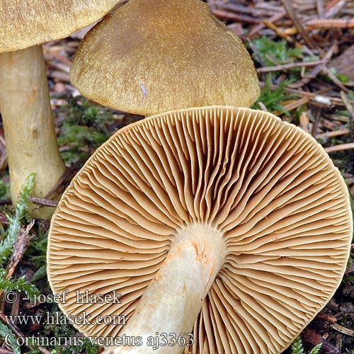 Cortinarius venetus Cortinaire vert-olive Olivspindling