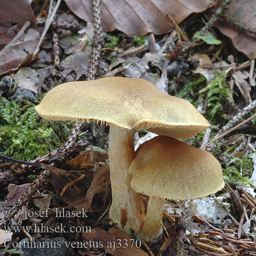 Cortinarius venetus Grønn slørsopp Viherseitikki Olivengrøn Slørhat