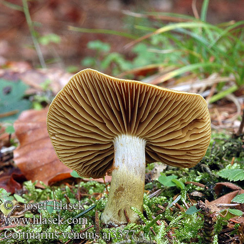 Cortinarius venetus Паутинник лазоревый зеленоватый синеватый