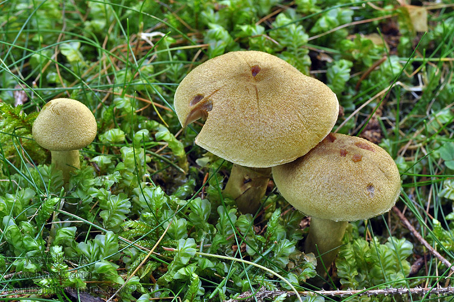 Pavučinec zelený Kožohlav žlutozelený Cortinarius venetus