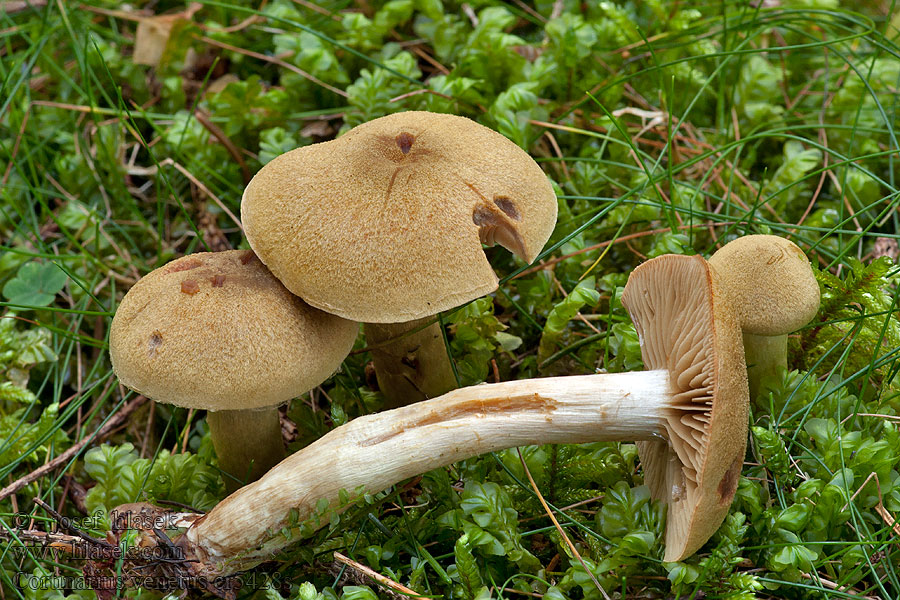 Grüner Raukopf Nadelwaldhautkopf Cortinarius venetus