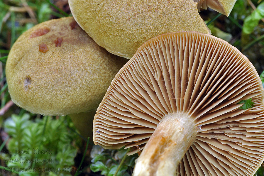 Cortinaire vert-olive Cortinarius venetus