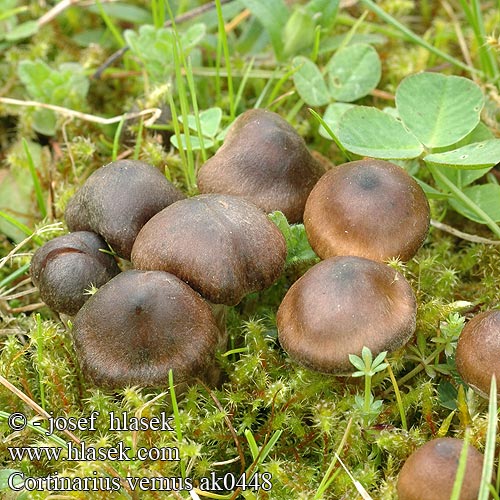 Cortinarius vernus erythrinus Sommarspindling Frühlings-Wasserkopf