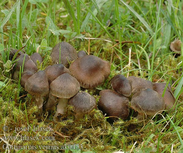 Frühlings-Wasserkopf Pavučinec červenokaštanový