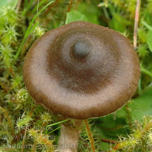 Cortinarius vernus ak0456