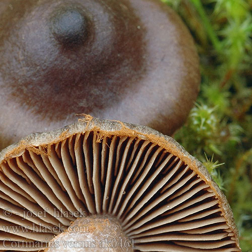 Паутинник ярко-красный Cortinarius vernus