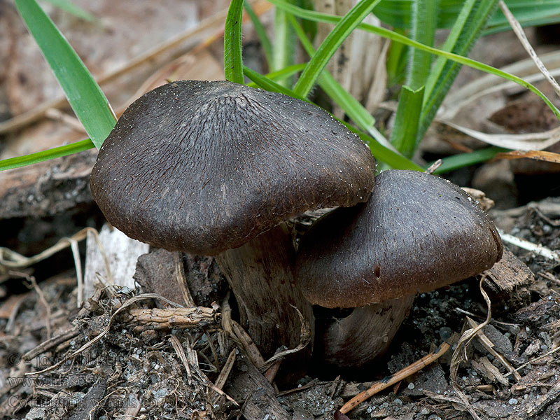 Frühlings-Wasserkopf Cortinarius vernus