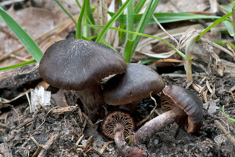 Pavučinec červenokaštanový Cortinarius vernus