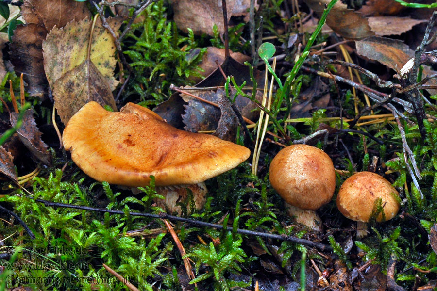 Cortinarius vespertinus