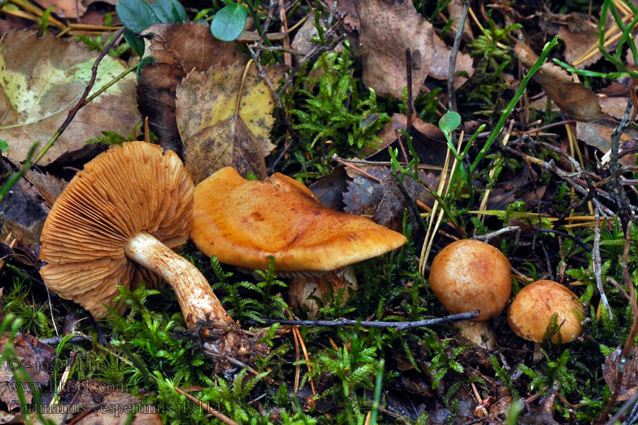 Cortinarius vespertinus