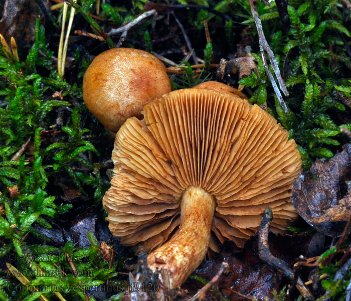 Cortinarius vespertinus