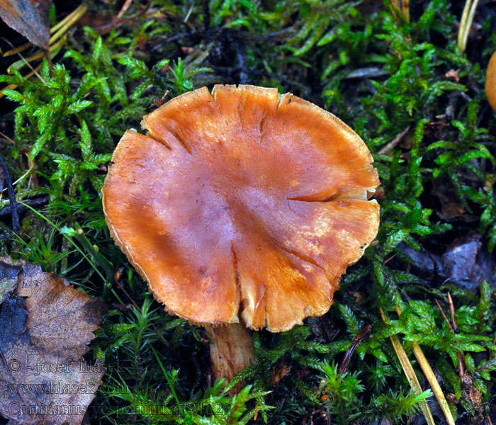 Cortinarius vespertinus