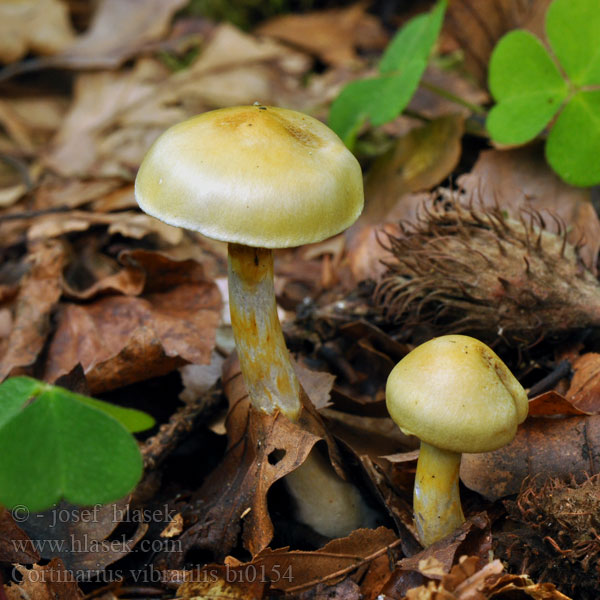 Cortinarius vibratilis bi0154