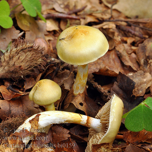 Cortinarius vibratilis bi0159