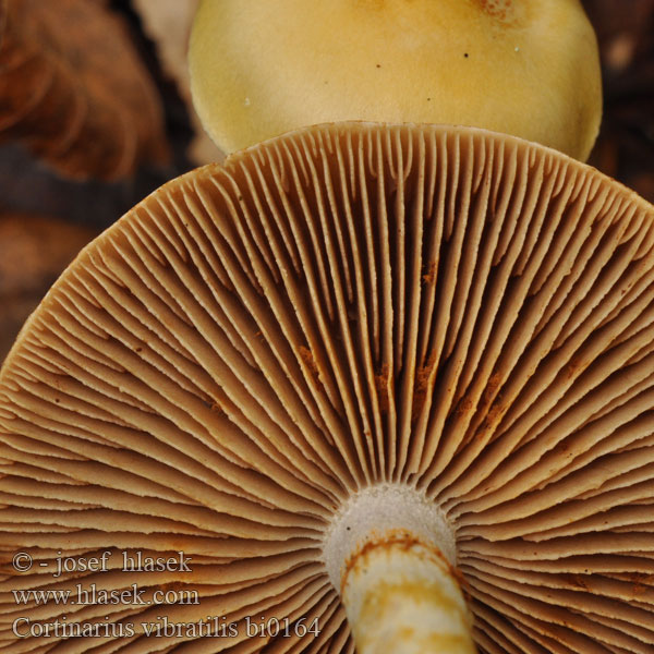 Cortinarius vibratilis bi0164