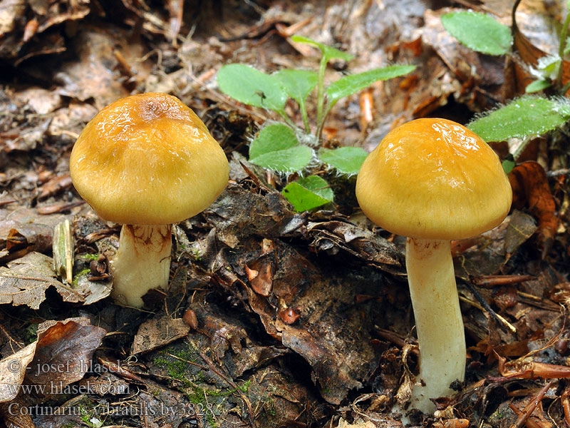 Pavučinec míhavý žlčový Gallspindling Cortinarius vibratilis