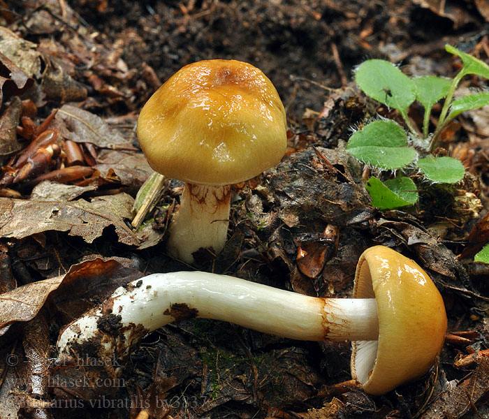 Cortinarius vibratilis Pavučinec míhavý