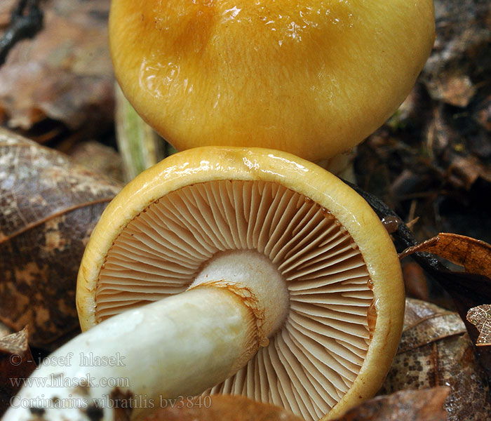 Cortinarius vibratilis 粘液丝膜菌 Bitter Slørhat Karvaslimaseitikki