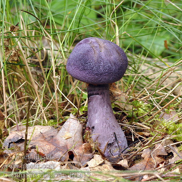 Cortinarius violaceus Inoloma violaceum Zasłonak fioletowy Pavučinec fialový Dunkelvioletter Schleierling Violet Webcap Violettiseitikki Cortinaire violet ムラサキフウセンタケ Violette gordijnzwam Паутинник фиолетовыйй Violetā tīmeklene Mørkfiolett slørsopp Sötétlila pókhállós gomba pókhálósgomba Bureti vineti 紫绒丝膜菌 Pavučinovec fialový Vijoličasta koprenka Ljubičasta koprenka Violspindling Violspindelskivling Павутинник ліловий