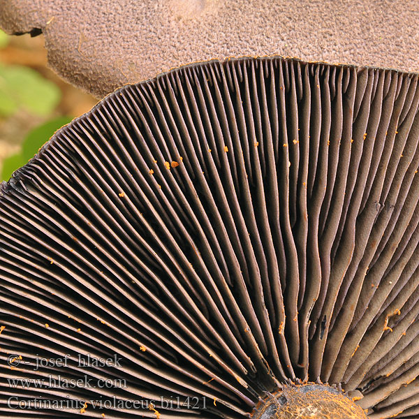 Cortinarius violaceus bi1421