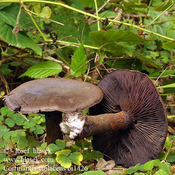 Cortinarius violaceus bi1426