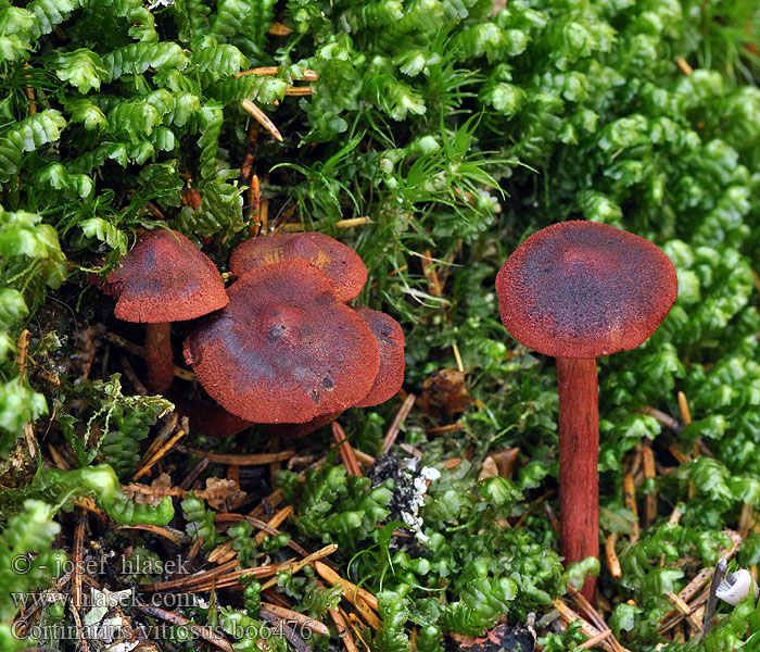 Cortinarius vitiosus Pavučinec začarovaný Palttuseitikin Vitenskapelig <!-- голос -->