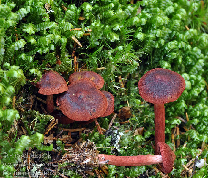 Pavučinec začarovaný Cortinarius vitiosus Palttuseitikin Vitenskapelig <!-- голос -->