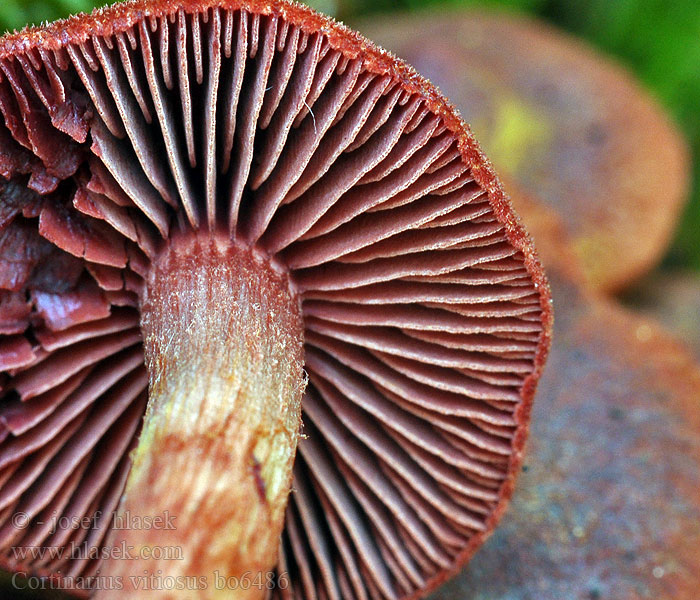 Palttuseitikin Pavučinec začarovaný Cortinarius vitiosus Vitenskapelig <!-- голос -->