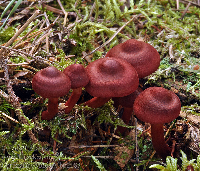 Vitenskapelig Palttuseitikin Pavučinec začarovaný Cortinarius vitiosus <!-- голос -->