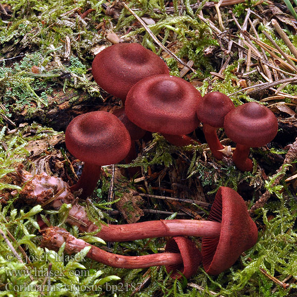 Cortinarius vitiosus Vitenskapelig Palttuseitikin Pavučinec začarovaný <!-- голос -->