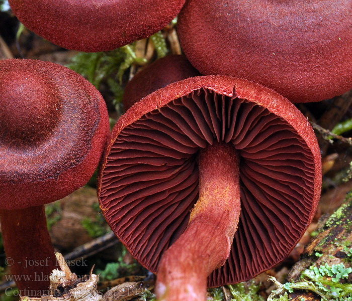 Pavučinec začarovaný Cortinarius vitiosus Vitenskapelig Palttuseitikin <!-- голос -->