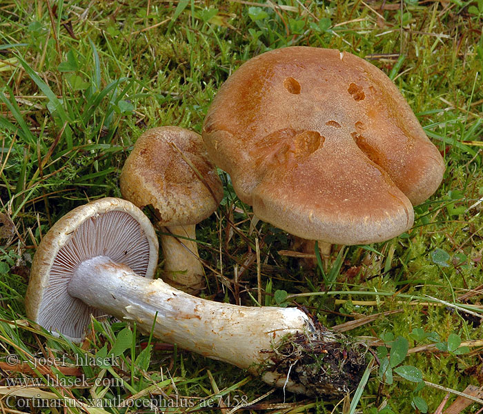 Cortinarius xanthocephalus Pavučinec žlutohlavý Gelber Schleimkopf Gestreept oorzwammetje Pavučinovec žltý Cortinaire tête jaune Hagemarkslørsopp Yellow capped webcap <!-- голос -->