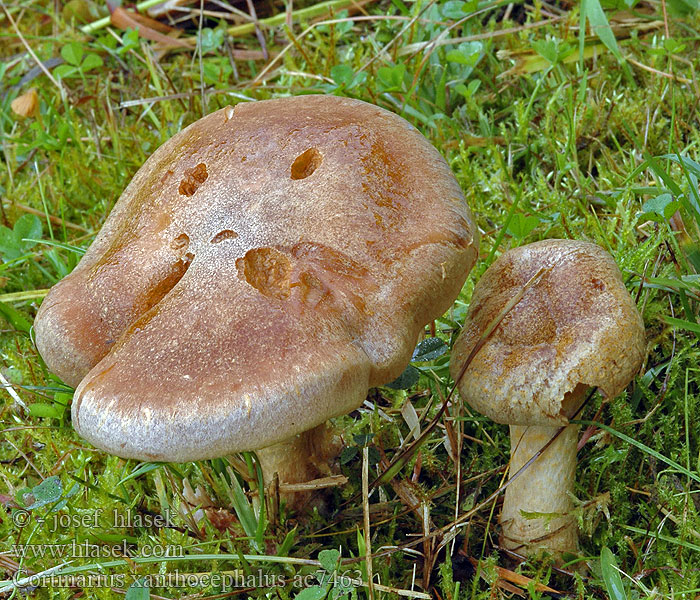 Gestreept oorzwammetje Pavučinovec žltý Cortinaire tête jaune Hagemarkslørsopp Yellow capped webcap <!-- голос --> Cortinarius xanthocephalus Pavučinec žlutohlavý Gelber Schleimkopf