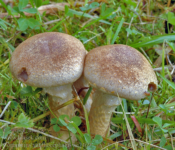 Hagemarkslørsopp Yellow capped webcap Cortinarius xanthocephalus Pavučinec žlutohlavý Gelber Schleimkopf Gestreept oorzwammetje Pavučinovec žltý Cortinaire tête jaune <!-- голос -->