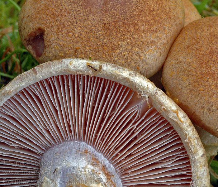 Pavučinec žlutohlavý Gelber Schleimkopf Hagemarkslørsopp Yellow capped webcap <!-- голос --> Cortinarius xanthocephalus Gestreept oorzwammetje Pavučinovec žltý Cortinaire tête jaune