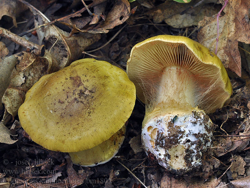 Cortinarius xanthochlorus Olivgelber Schleimkopf