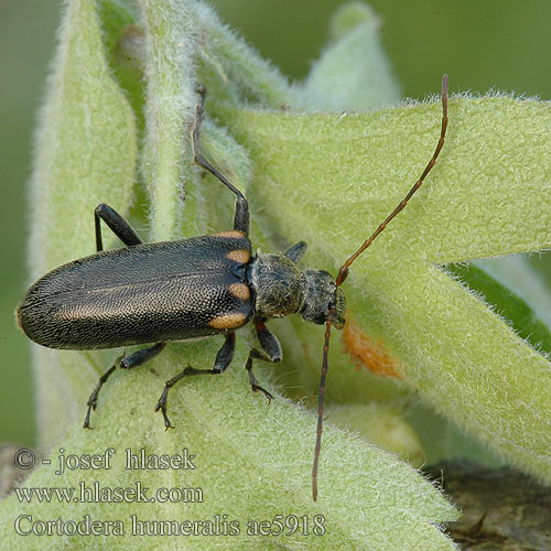 Cortodera humeralis Eichen-Tiefaugenbock