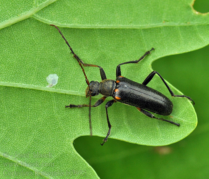 Cortodera humeralis Eichen-Tiefaugenbock