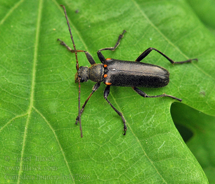 Cortodera humeralis Eichen-Tiefaugenbock