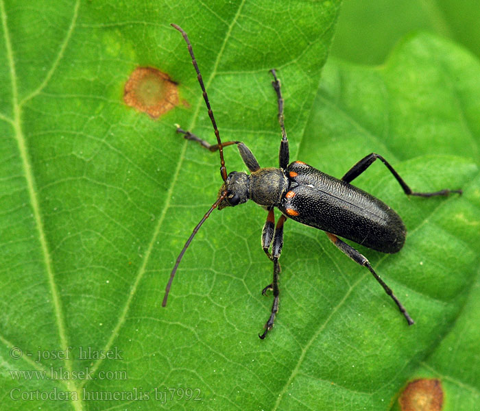 Cortodera humeralis Eichen-Tiefaugenbock