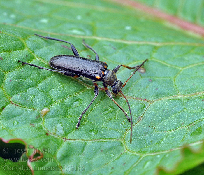 Cortodera humeralis Eichen-Tiefaugenbock