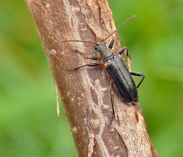 Cortodera humeralis Eichen-Tiefaugenbock