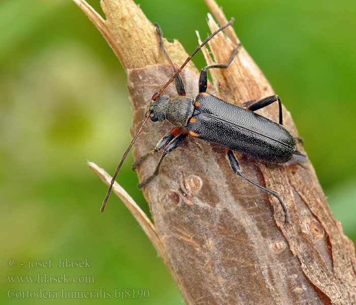 Cortodera humeralis Eichen-Tiefaugenbock