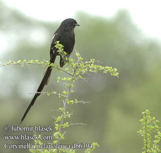 Magpie Long-tailed Longtailed Shrike Broget tornskade