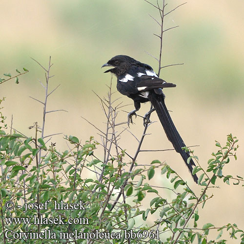 Corvinella melanoleuca bb6961