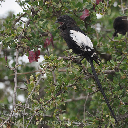 Ťuhýk stračí Alcaudón Urraca Magpie Shrike Langstertlaksman