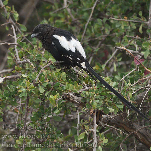 Corvinella melanoleuca bb7841